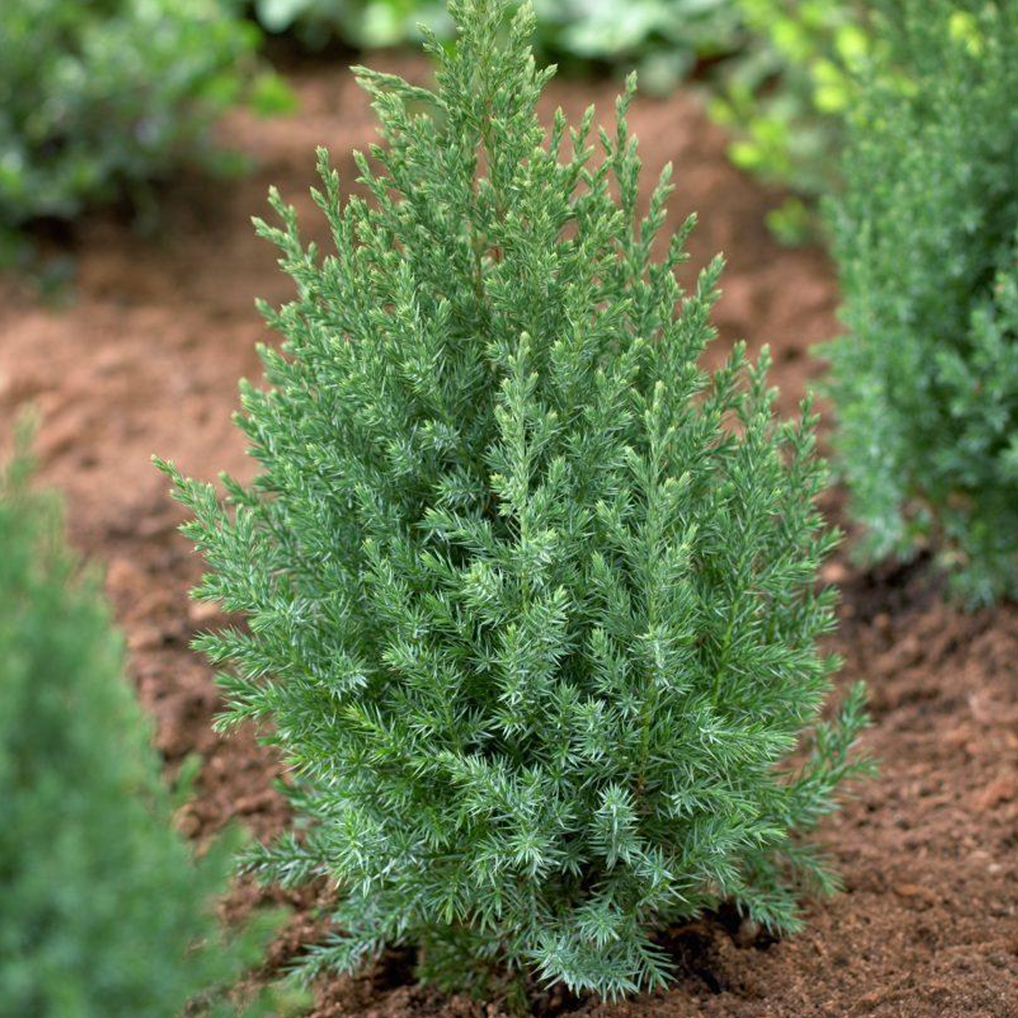 Juniperus chinensis 'Stricta'